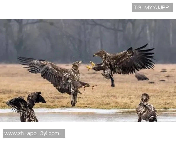 勇士在卡巴配外线阵容中展现绝对优势8分半内打出27-14的精彩表现